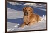 Golden Retriever (Male) Lying in Snow, St. Charles, Illinois, USA-Lynn M^ Stone-Framed Photographic Print