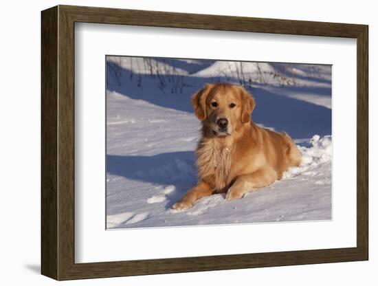 Golden Retriever (Male) Lying in Snow, St. Charles, Illinois, USA-Lynn M^ Stone-Framed Photographic Print