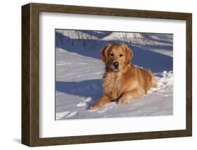 Golden Retriever (Male) Lying in Snow, St. Charles, Illinois, USA-Lynn M^ Stone-Framed Photographic Print