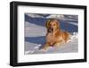 Golden Retriever (Male) Lying in Snow, St. Charles, Illinois, USA-Lynn M^ Stone-Framed Photographic Print