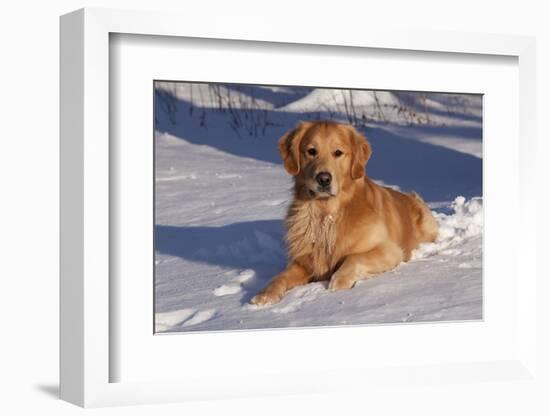 Golden Retriever (Male) Lying in Snow, St. Charles, Illinois, USA-Lynn M^ Stone-Framed Photographic Print