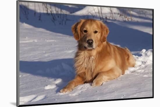 Golden Retriever (Male) Lying in Snow, St. Charles, Illinois, USA-Lynn M^ Stone-Mounted Photographic Print