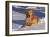 Golden Retriever (Male) Lying in Snow, St. Charles, Illinois, USA-Lynn M^ Stone-Framed Photographic Print