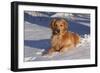 Golden Retriever (Male) Lying in Snow, St. Charles, Illinois, USA-Lynn M^ Stone-Framed Photographic Print