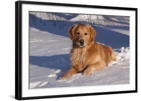 Golden Retriever (Male) Lying in Snow, St. Charles, Illinois, USA-Lynn M^ Stone-Framed Photographic Print