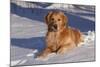 Golden Retriever (Male) Lying in Snow, St. Charles, Illinois, USA-Lynn M^ Stone-Mounted Photographic Print