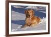 Golden Retriever (Male) Lying in Snow, St. Charles, Illinois, USA-Lynn M^ Stone-Framed Photographic Print