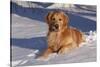 Golden Retriever (Male) Lying in Snow, St. Charles, Illinois, USA-Lynn M^ Stone-Stretched Canvas