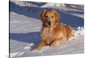 Golden Retriever (Male) Lying in Snow, St. Charles, Illinois, USA-Lynn M^ Stone-Stretched Canvas