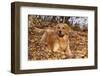 Golden Retriever (Male) Lying in Yellow Maple Leaves on Shore of Illinois River, Oglesby-Lynn M^ Stone-Framed Photographic Print