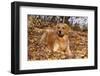 Golden Retriever (Male) Lying in Yellow Maple Leaves on Shore of Illinois River, Oglesby-Lynn M^ Stone-Framed Photographic Print