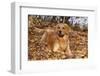 Golden Retriever (Male) Lying in Yellow Maple Leaves on Shore of Illinois River, Oglesby-Lynn M^ Stone-Framed Photographic Print