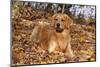 Golden Retriever (Male) Lying in Yellow Maple Leaves on Shore of Illinois River, Oglesby-Lynn M^ Stone-Mounted Photographic Print