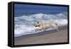 Golden Retriever Male Running Along Surf on Pacific Beach, Southern California, USA-Lynn M^ Stone-Framed Stretched Canvas
