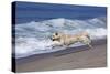 Golden Retriever Male Running Along Surf on Pacific Beach, Southern California, USA-Lynn M^ Stone-Stretched Canvas