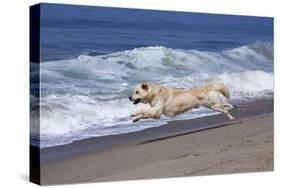 Golden Retriever Male Running Along Surf on Pacific Beach, Southern California, USA-Lynn M^ Stone-Stretched Canvas