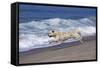 Golden Retriever Male Running Along Surf on Pacific Beach, Southern California, USA-Lynn M^ Stone-Framed Stretched Canvas