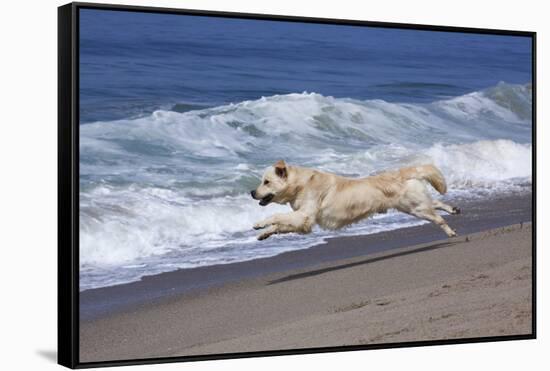 Golden Retriever Male Running Along Surf on Pacific Beach, Southern California, USA-Lynn M^ Stone-Framed Stretched Canvas