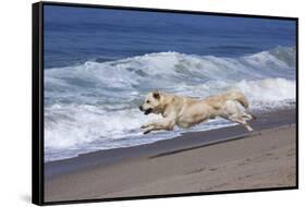 Golden Retriever Male Running Along Surf on Pacific Beach, Southern California, USA-Lynn M^ Stone-Framed Stretched Canvas