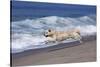 Golden Retriever Male Running Along Surf on Pacific Beach, Southern California, USA-Lynn M^ Stone-Stretched Canvas