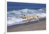 Golden Retriever Male Running Along Surf on Pacific Beach, Southern California, USA-Lynn M^ Stone-Framed Photographic Print