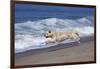 Golden Retriever Male Running Along Surf on Pacific Beach, Southern California, USA-Lynn M^ Stone-Framed Photographic Print