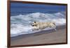 Golden Retriever Male Running Along Surf on Pacific Beach, Southern California, USA-Lynn M^ Stone-Framed Photographic Print