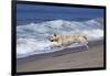 Golden Retriever Male Running Along Surf on Pacific Beach, Southern California, USA-Lynn M^ Stone-Framed Photographic Print