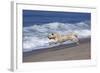 Golden Retriever Male Running Along Surf on Pacific Beach, Southern California, USA-Lynn M^ Stone-Framed Photographic Print