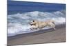 Golden Retriever Male Running Along Surf on Pacific Beach, Southern California, USA-Lynn M^ Stone-Mounted Photographic Print