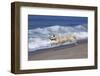 Golden Retriever Male Running Along Surf on Pacific Beach, Southern California, USA-Lynn M^ Stone-Framed Photographic Print