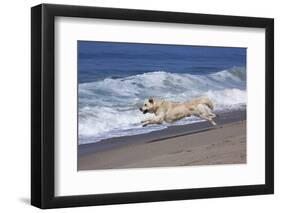 Golden Retriever Male Running Along Surf on Pacific Beach, Southern California, USA-Lynn M^ Stone-Framed Photographic Print