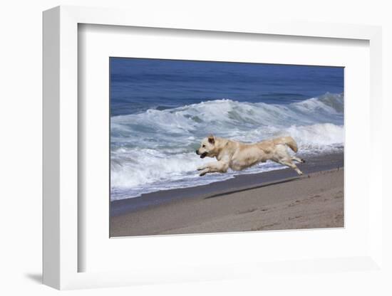 Golden Retriever Male Running Along Surf on Pacific Beach, Southern California, USA-Lynn M^ Stone-Framed Photographic Print