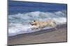 Golden Retriever Male Running Along Surf on Pacific Beach, Southern California, USA-Lynn M^ Stone-Mounted Photographic Print