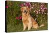 Golden Retriever Male Sitting by September Flowers (Cosmos) in Early A.M., Batavia-Lynn M^ Stone-Stretched Canvas