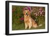 Golden Retriever Male Sitting by September Flowers (Cosmos) in Early A.M., Batavia-Lynn M^ Stone-Framed Photographic Print