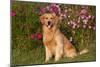 Golden Retriever Male Sitting by September Flowers (Cosmos) in Early A.M., Batavia-Lynn M^ Stone-Mounted Photographic Print