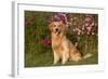 Golden Retriever Male Sitting by September Flowers (Cosmos) in Early A.M., Batavia-Lynn M^ Stone-Framed Photographic Print