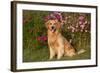 Golden Retriever Male Sitting by September Flowers (Cosmos) in Early A.M., Batavia-Lynn M^ Stone-Framed Photographic Print