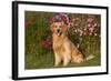 Golden Retriever Male Sitting by September Flowers (Cosmos) in Early A.M., Batavia-Lynn M^ Stone-Framed Photographic Print