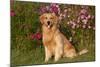 Golden Retriever Male Sitting by September Flowers (Cosmos) in Early A.M., Batavia-Lynn M^ Stone-Mounted Photographic Print