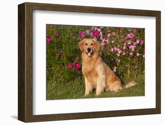 Golden Retriever Male Sitting by September Flowers (Cosmos) in Early A.M., Batavia-Lynn M^ Stone-Framed Photographic Print
