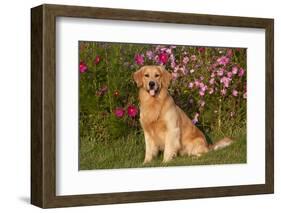 Golden Retriever Male Sitting by September Flowers (Cosmos) in Early A.M., Batavia-Lynn M^ Stone-Framed Photographic Print