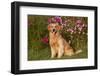 Golden Retriever Male Sitting by September Flowers (Cosmos) in Early A.M., Batavia-Lynn M^ Stone-Framed Photographic Print