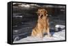 Golden Retriever (Male) Sitting in Snow Next to Brook, St. Charles, Illinois, USA-Lynn M^ Stone-Framed Stretched Canvas