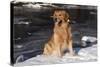 Golden Retriever (Male) Sitting in Snow Next to Brook, St. Charles, Illinois, USA-Lynn M^ Stone-Stretched Canvas