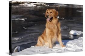 Golden Retriever (Male) Sitting in Snow Next to Brook, St. Charles, Illinois, USA-Lynn M^ Stone-Stretched Canvas