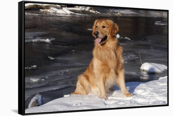 Golden Retriever (Male) Sitting in Snow Next to Brook, St. Charles, Illinois, USA-Lynn M^ Stone-Framed Stretched Canvas