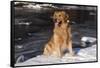 Golden Retriever (Male) Sitting in Snow Next to Brook, St. Charles, Illinois, USA-Lynn M^ Stone-Framed Stretched Canvas