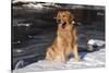 Golden Retriever (Male) Sitting in Snow Next to Brook, St. Charles, Illinois, USA-Lynn M^ Stone-Stretched Canvas